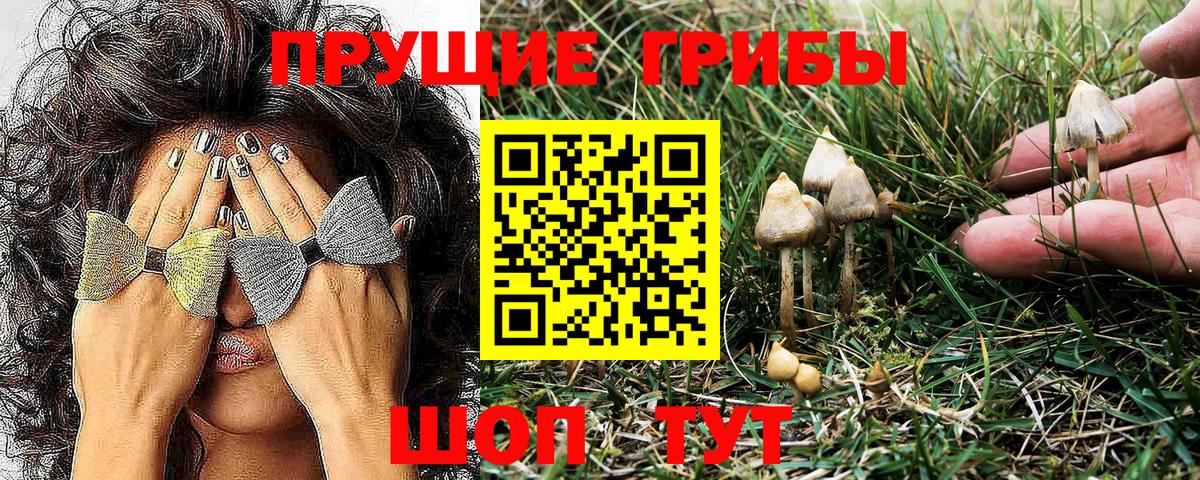 Галлюциногенные грибы Psilocybe Березники