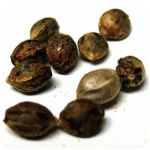 Семена марихуаны АК-47  (Seeds AK-47) в Березниках